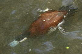 Ruddy Duck