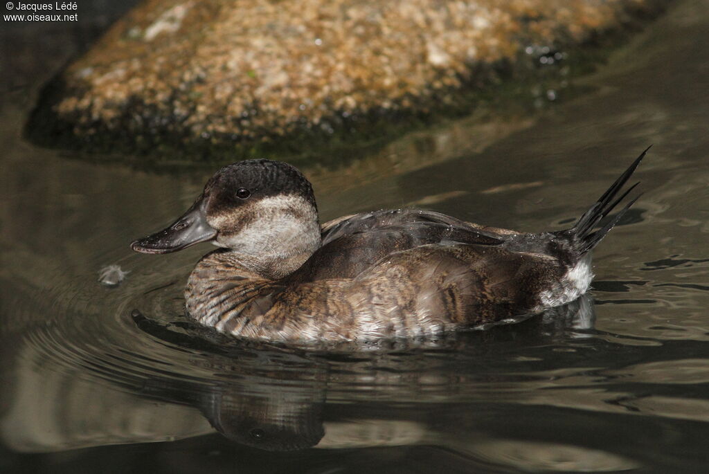 Ruddy Duck