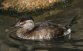 Ruddy Duck