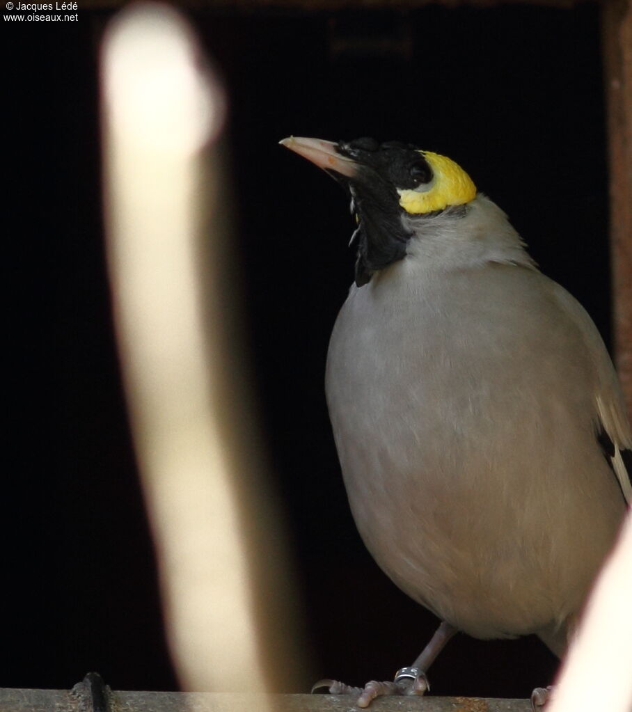 Wattled Starling