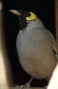 Wattled Starling