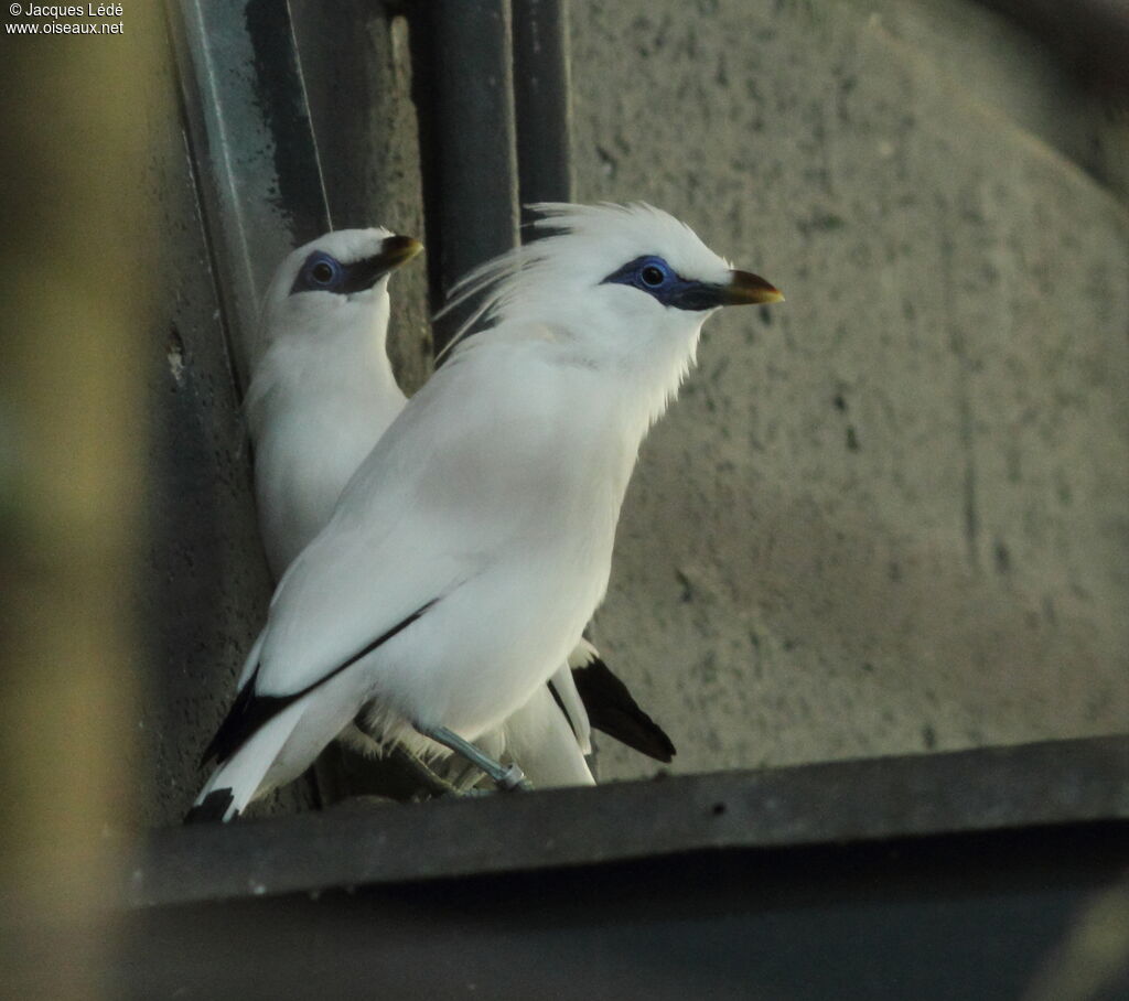 Bali Myna