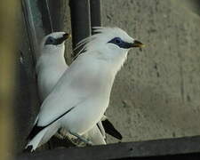 Bali Myna