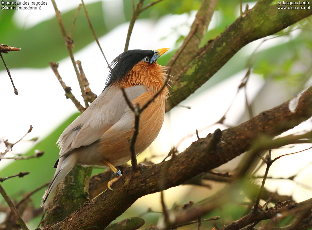 Brahminy Starling