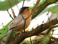 Brahminy Starling