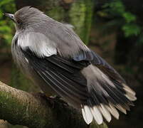 White-shouldered Starling