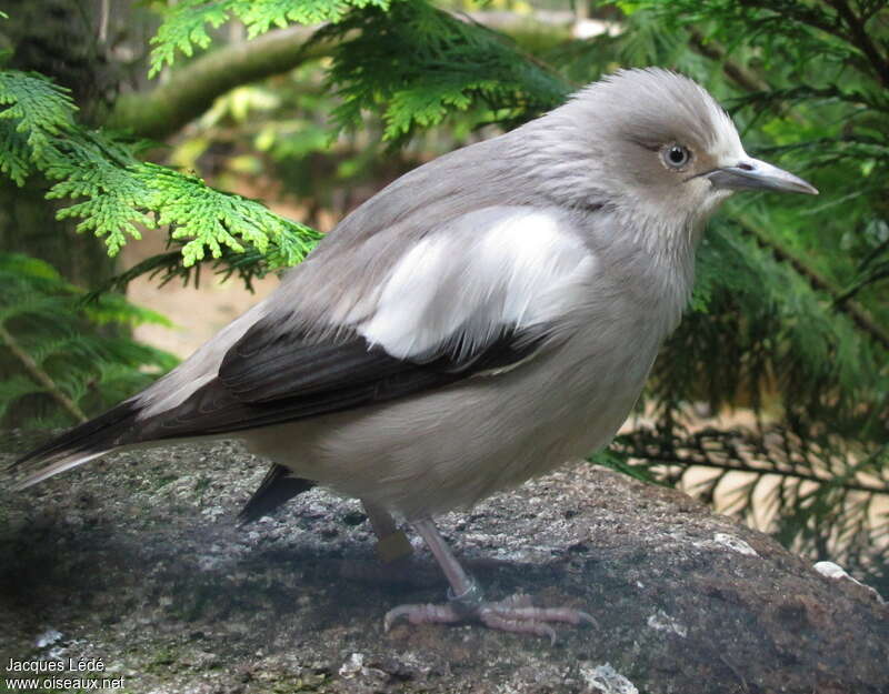 White-shouldered Starling, identification