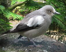 White-shouldered Starling