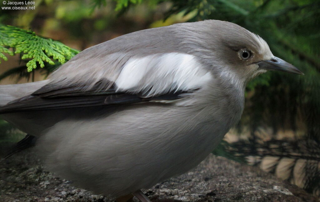 White-shouldered Starling