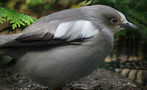 White-shouldered Starling