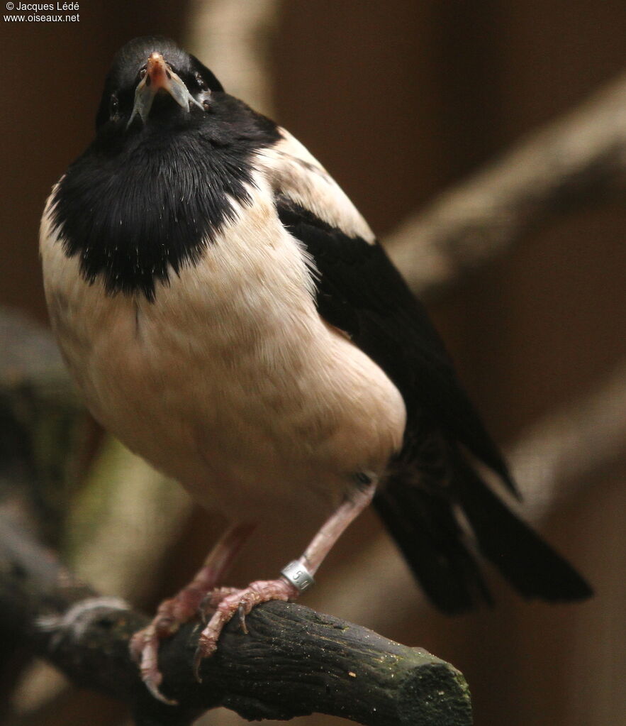 Rosy Starling