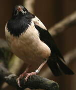 Rosy Starling