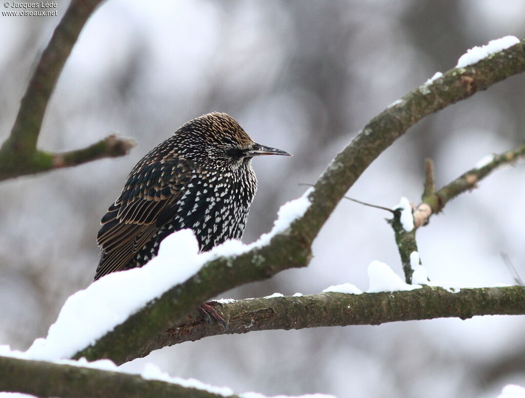 Common Starling