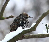 Common Starling