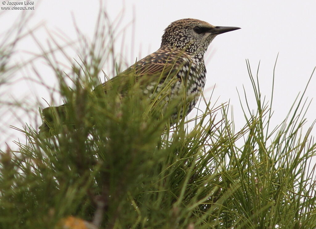 Common Starling