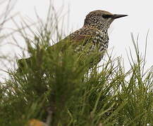 Common Starling