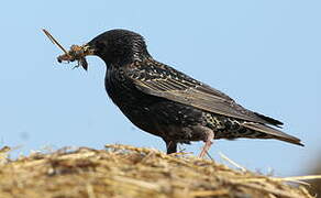 Common Starling