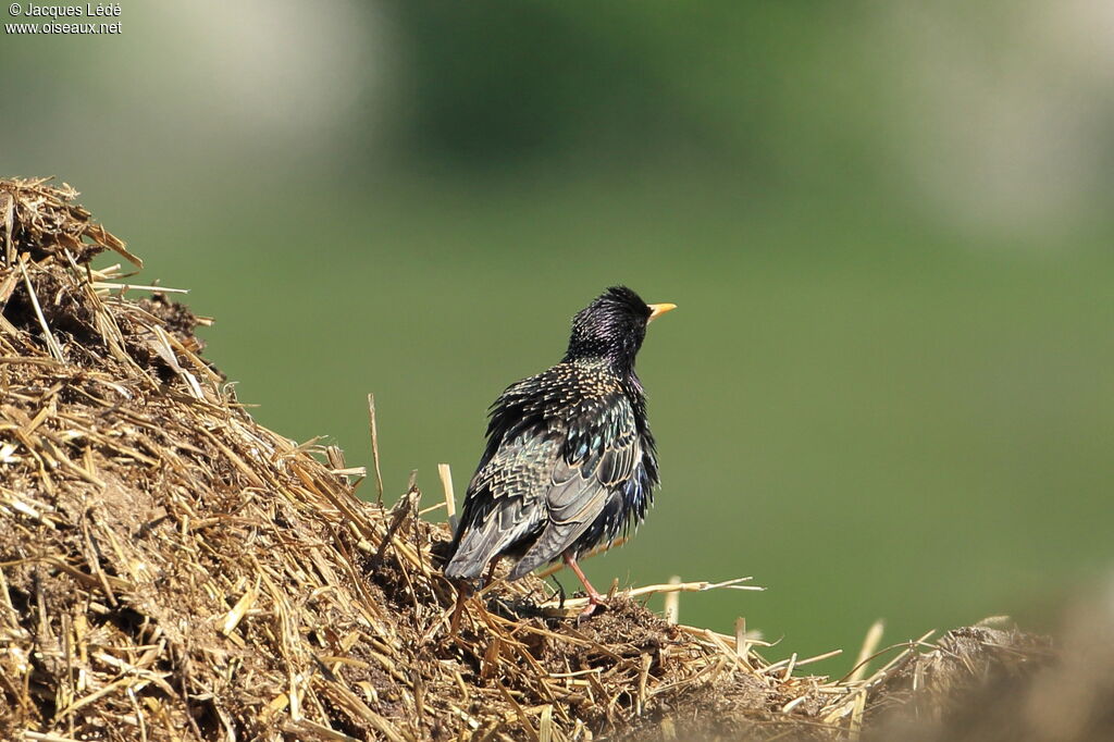 Common Starling