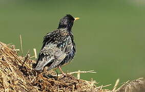 Common Starling