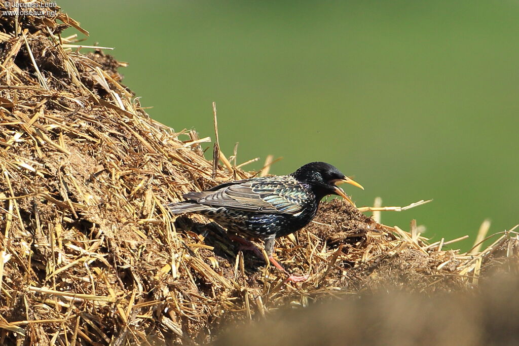 Common Starling