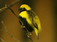 Yellow-crowned Bishop