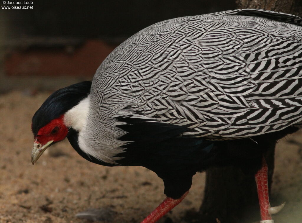 Silver Pheasant