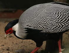 Silver Pheasant