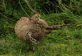 Common Pheasant