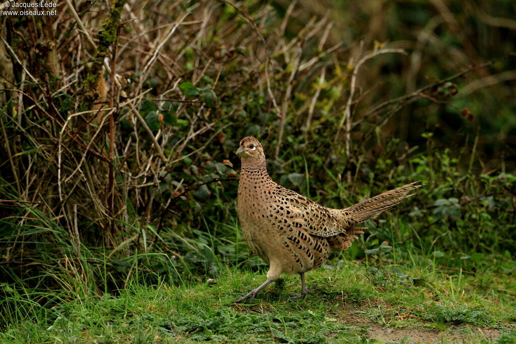 Common Pheasant