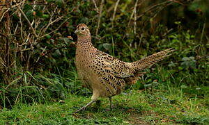 Common Pheasant