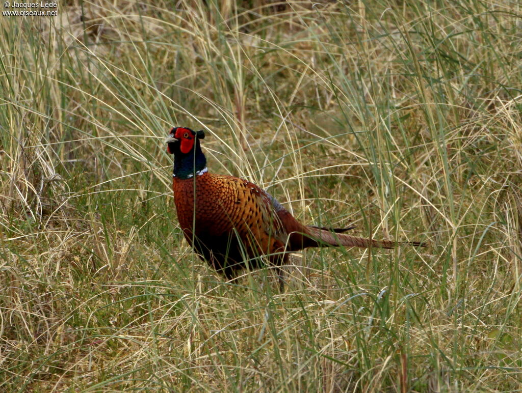 Faisan de Colchide