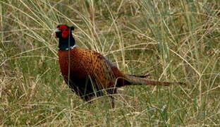 Common Pheasant