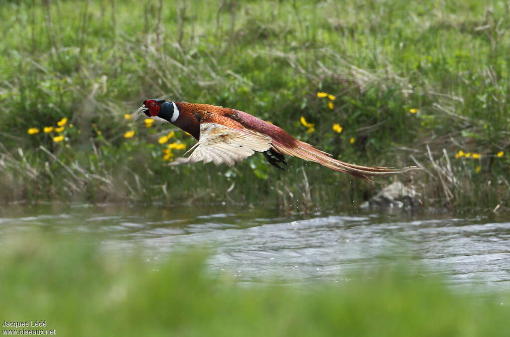 Common Pheasant male adult, Flight