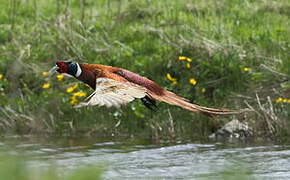 Common Pheasant