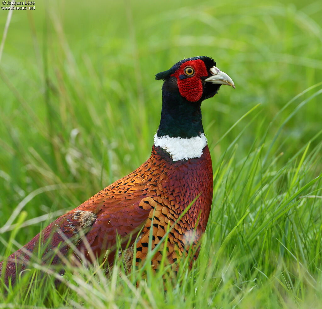 Common Pheasant