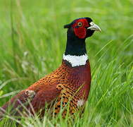 Common Pheasant