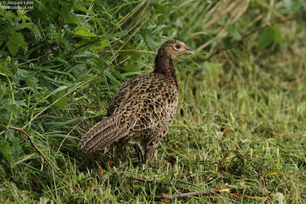 Common Pheasant