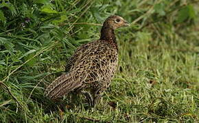 Common Pheasant