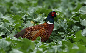 Common Pheasant