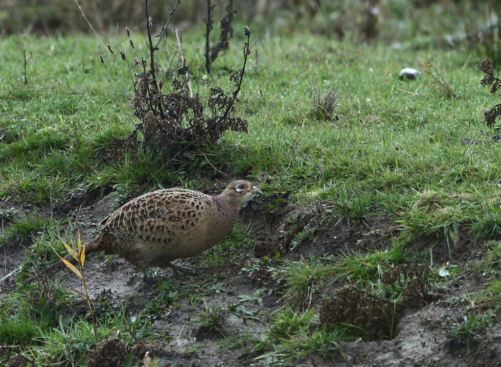 Common Pheasant