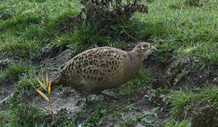 Common Pheasant