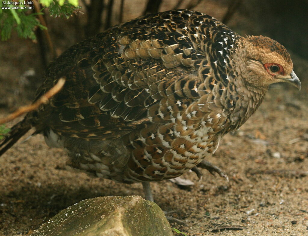 Mrs. Hume's Pheasant