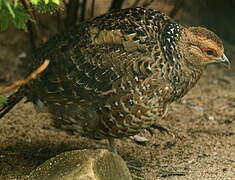 Mrs. Hume's Pheasant