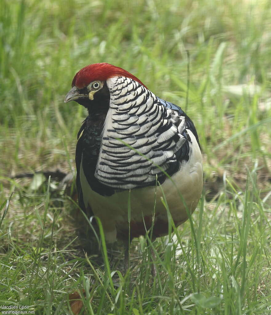 Lady Amherst's Pheasantadult, close-up portrait