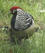 Lady Amherst's Pheasant