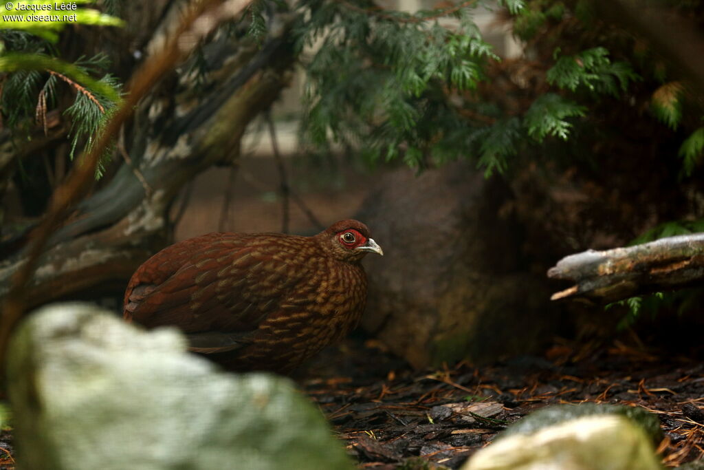 Salvadori's Pheasant