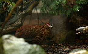 Salvadori's Pheasant