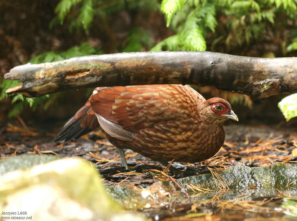 Faisan de Salvadori femelle adulte, identification