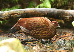 Salvadori's Pheasant