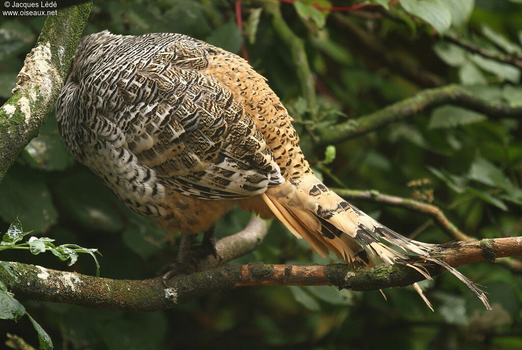 Cheer Pheasant